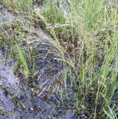 Lachnagrostis filiformis (Blown Grass) at Bendoura, NSW - 1 Jan 2024 by JaneR