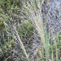 Lachnagrostis filiformis at QPRC LGA - 1 Jan 2024 04:04 PM