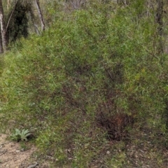Acacia verniciflua (Varnish Wattle) at Bullen Range - 2 Jan 2024 by JP95