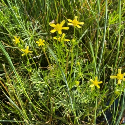 Ranunculus inundatus (River Buttercup) at Bendoura, NSW - 1 Jan 2024 by JaneR