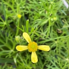 Ranunculus inundatus at QPRC LGA - 1 Jan 2024 05:48 PM