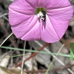 Eurys sp. (genus) at Red Hill NR (RED) - 24 Dec 2023