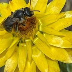 Lasioglossum (Chilalictus) lanarium (Halictid bee) at Red Hill NR (RED) - 24 Dec 2023 by JamonSmallgoods