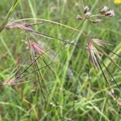 Themeda triandra (Kangaroo Grass) at Bendoura, NSW - 1 Jan 2024 by JaneR