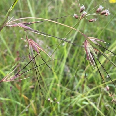 Themeda triandra (Kangaroo Grass) at Bendoura, NSW - 1 Jan 2024 by JaneR