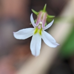 Lobelia purpurascens (White Root) at Vincentia Coastal Walking Track - 31 Dec 2023 by Miranda