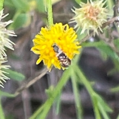 Tephritidae sp. (family) (Unidentified Fruit or Seed fly) at Red Hill NR (RED) - 24 Dec 2023 by JamonSmallgoods