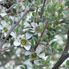 Leptospermum myrtifolium (Myrtle Teatree) at Back Creek TSR - 1 Jan 2024 by JaneR