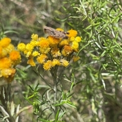 Phaulacridium vittatum (Wingless Grasshopper) at Red Hill NR (RED) - 24 Dec 2023 by JamonSmallgoods