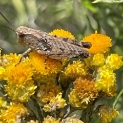 Phaulacridium vittatum at Undefined Area - 24 Dec 2023 02:18 PM