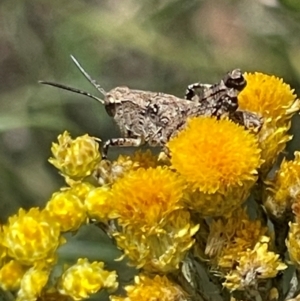 Phaulacridium vittatum at Red Hill NR (RED) - 24 Dec 2023