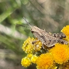 Phaulacridium vittatum at Red Hill NR (RED) - 24 Dec 2023