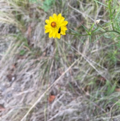 Mordella sp. (genus) (Pintail or tumbling flower beetle) at Red Hill NR (RED) - 24 Dec 2023 by JamonSmallgoods