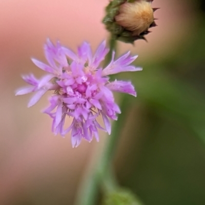 Cyanthillium cinereum at Jervis Bay National Park - 31 Dec 2023 by Miranda