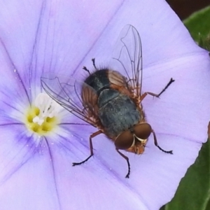 Calliphora augur at Wanniassa, ACT - 1 Jan 2024 10:52 AM