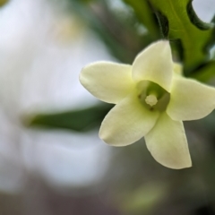 Billardiera mutabilis (Climbing Apple Berry, Apple Berry, Snot Berry, Apple Dumblings, Changeable Flowered Billardiera) at Jervis Bay National Park - 31 Dec 2023 by Miranda