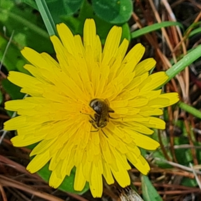 Lasioglossum (Chilalictus) sp. (genus & subgenus) (Halictid bee) at Isaacs Ridge and Nearby - 2 Jan 2024 by Mike