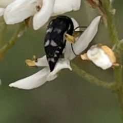 Mordella sydneyana (Pintail Beetle) at Mugga Mugga NR (MUG) - 24 Dec 2023 by JamonSmallgoods