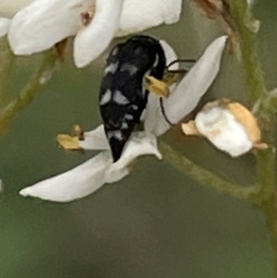Mordella sydneyana (Pintail Beetle) at Mugga Mugga NR (MUG) - 24 Dec 2023 by JamonSmallgoods
