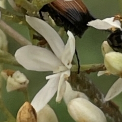 Phyllotocus navicularis (Nectar scarab) at Mugga Mugga NR (MUG) - 24 Dec 2023 by JamonSmallgoods