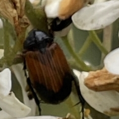 Phyllotocus navicularis at Mugga Mugga NR (MUG) - 24 Dec 2023