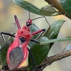 Gminatus australis (Orange assassin bug) at Mugga Mugga NR (MUG) - 24 Dec 2023 by JamonSmallgoods