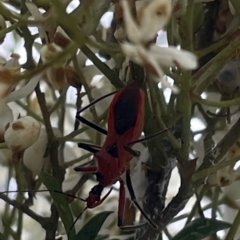 Gminatus australis at Mugga Mugga NR (MUG) - 24 Dec 2023