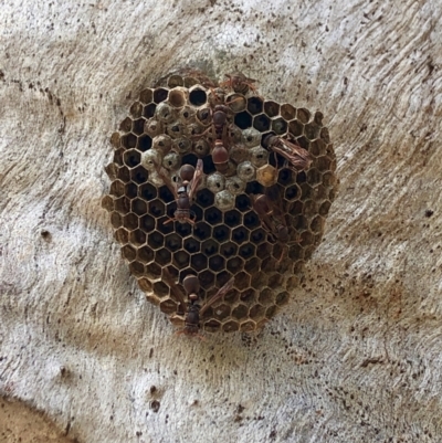 Ropalidia plebeiana (Small brown paper wasp) at ANBG South Annex - 7 Dec 2023 by waltraud