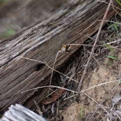 Epicoma (genus) (Unidentified Prominent moth) at Phillip, ACT - 1 Jan 2024 by shube