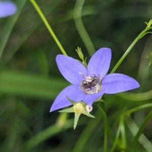 Lasioglossum (Chilalictus) sp. (genus & subgenus) at Watson, ACT - suppressed