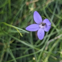 Lasioglossum (Chilalictus) sp. (genus & subgenus) at Watson, ACT - suppressed