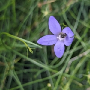 Lasioglossum (Chilalictus) sp. (genus & subgenus) at Watson, ACT - 2 Jan 2024