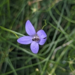 Lasioglossum (Chilalictus) sp. (genus & subgenus) at Watson, ACT - 2 Jan 2024