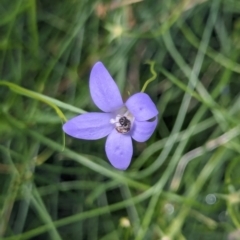 Lasioglossum (Chilalictus) sp. (genus & subgenus) at Watson, ACT - suppressed