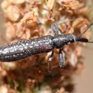 Rhinotia sp. (genus) at QPRC LGA - 2 Jan 2024