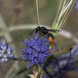 Paralastor sp. (genus) at Mulanggari Grasslands - 2 Jan 2024