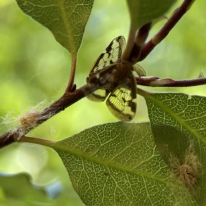 Scolypopa australis at City Renewal Authority Area - 2 Jan 2024 03:10 PM