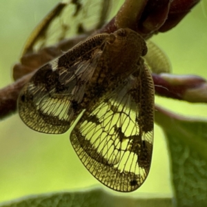 Scolypopa australis at City Renewal Authority Area - 2 Jan 2024 03:10 PM