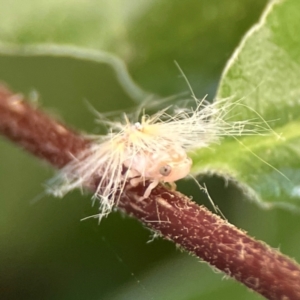 Scolypopa australis at City Renewal Authority Area - 2 Jan 2024 03:10 PM