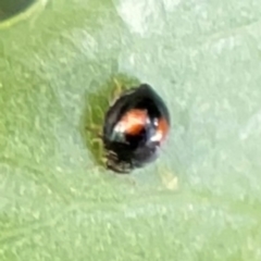 Diomus notescens (Little two-spotted ladybird) at City Renewal Authority Area - 2 Jan 2024 by Hejor1