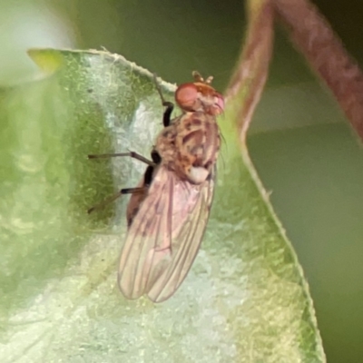 Lauxaniidae (family) at Braddon, ACT - 2 Jan 2024 by Hejor1