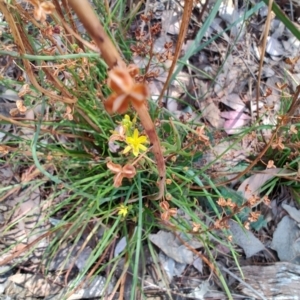 Bulbine sp. at South Gundagai, NSW - 2 Jan 2024 12:08 PM