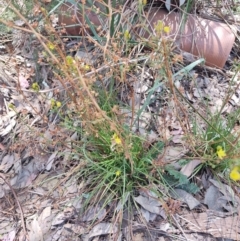 Bulbine sp. at South Gundagai, NSW - 2 Jan 2024