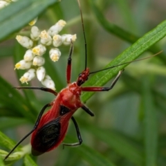 Gminatus australis (Orange assassin bug) at Aranda Bushland - 2 Jan 2024 by pixelnips