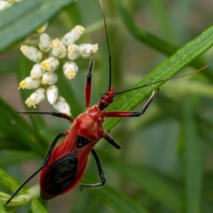 Gminatus australis at Aranda Bushland - 2 Jan 2024