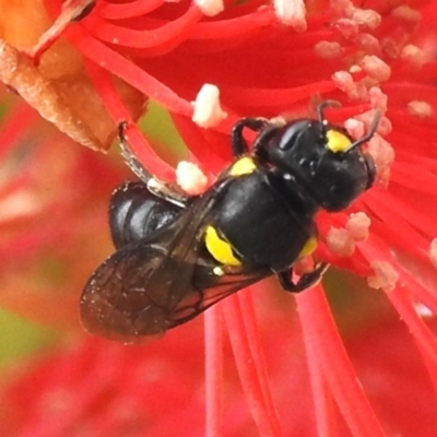 Amphylaeus morosus at Acton, ACT - 1 Jan 2024 by JohnBundock