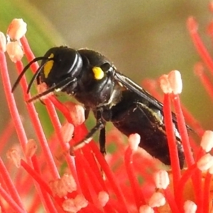 Amphylaeus morosus at ANBG - 2 Jan 2024