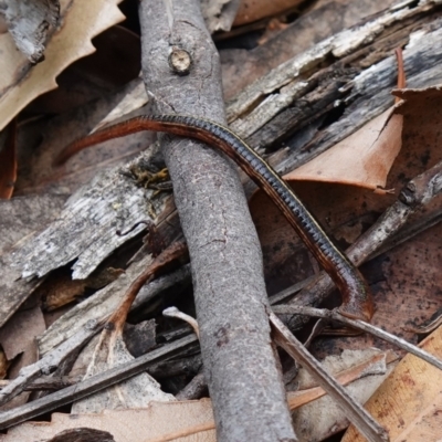 Hirudinea sp. (Class) (Unidentified Leech) at Vincentia, NSW - 1 Jan 2024 by RobG1