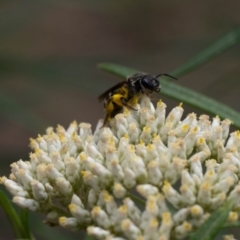 Lasioglossum (Chilalictus) sp. (genus & subgenus) (Halictid bee) at Point 3852 - 2 Jan 2024 by pixelnips