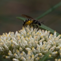 Lasioglossum (Chilalictus) sp. (genus & subgenus) at Point 3852 - 2 Jan 2024